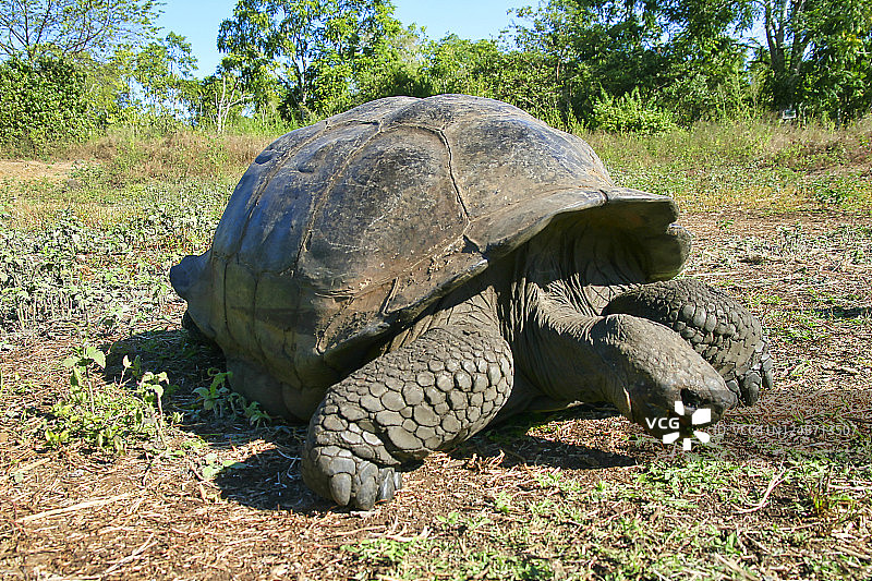 加拉帕戈斯巨龟，黑龟，加拉帕戈斯国家公园，加拉帕戈斯群岛图片素材