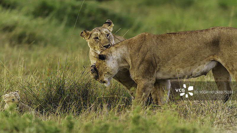 在马赛马拉，一只母狮子咬了她的妹妹。一只幼崽饶有兴趣地看着这一幕。图片素材