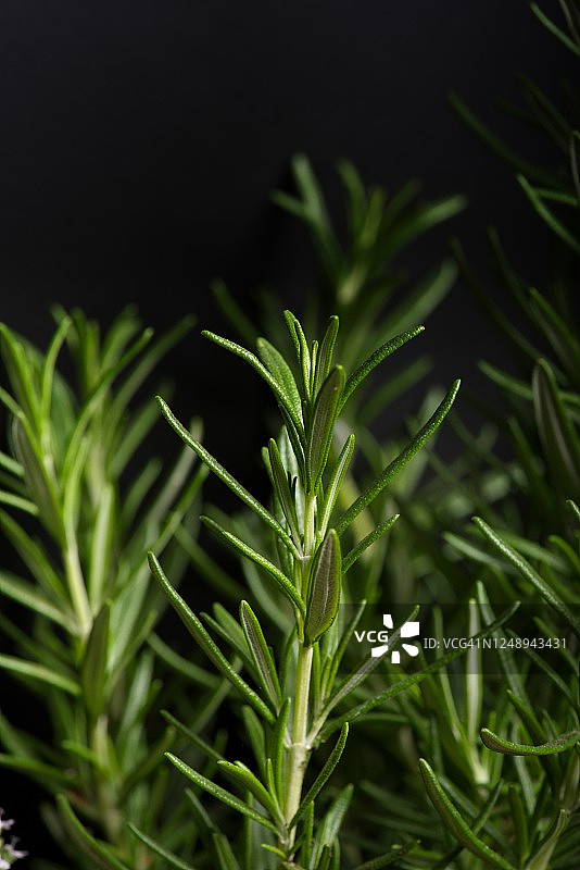 迷迭香属officinalis白色图片素材