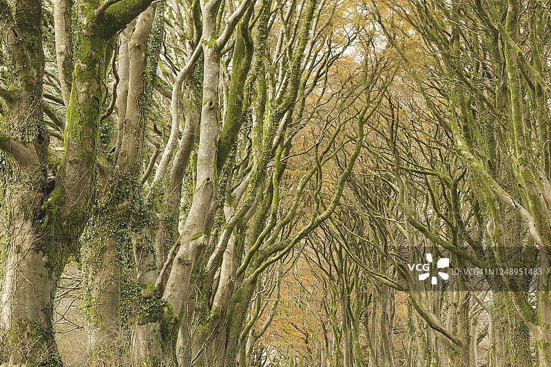 英国达特穆尔省边缘的林荫大道。图片素材