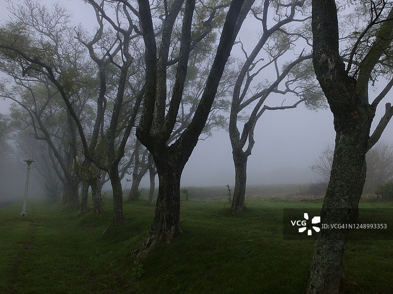 森林里的秋雾图片素材