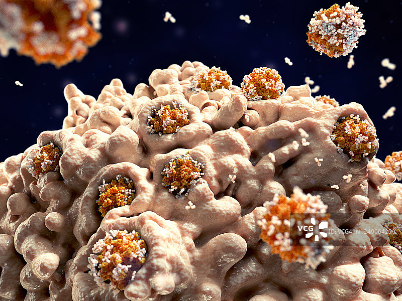 巨噬细胞吞噬冠状病毒，插图图片素材