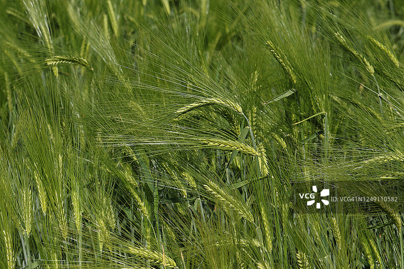 大麦一种大麦作物，普通大麦，生长在英国农民的田里图片素材
