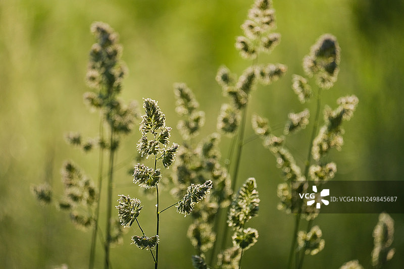 在夏天傍晚的光盛开的草的特写图片素材
