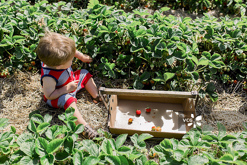 蹒跚学步的小男孩坐在草莓填充桶里图片素材