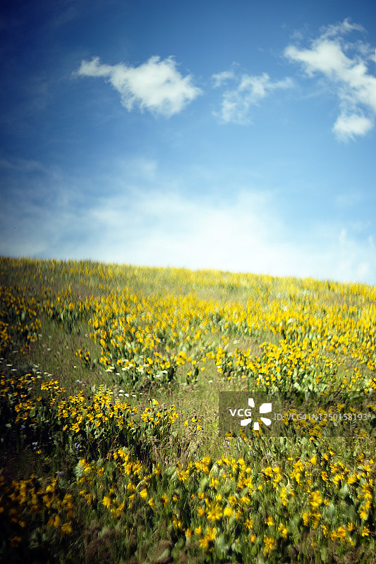 黄色的野花草地，地平线之上图片素材