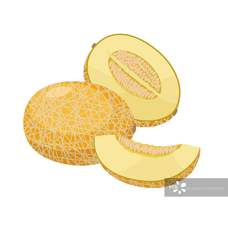 成熟甜瓜载体插图孤立在白色背景。多汁的热带奇异水果。图片素材