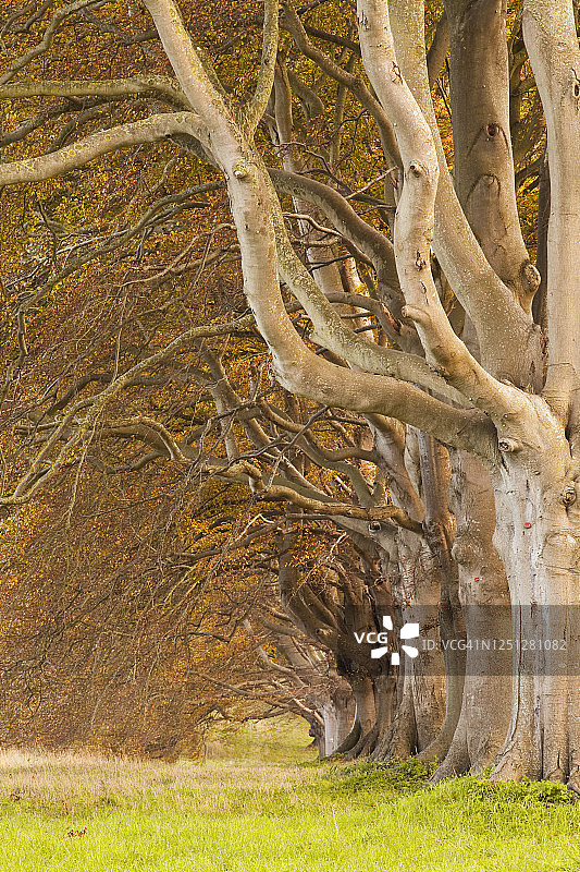 金斯顿莱西的山毛榉林荫道，秋色盎然。图片素材