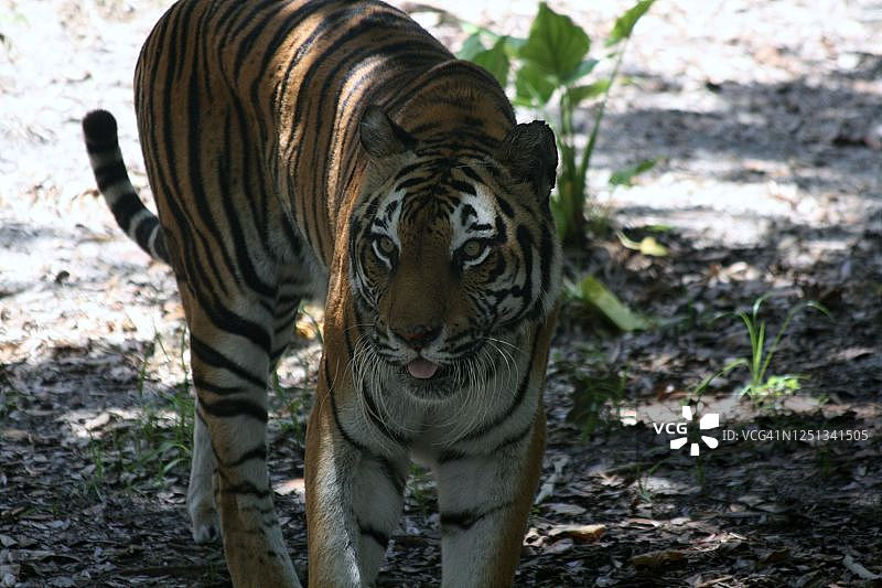 虎(Panthera底格里斯河)图片素材