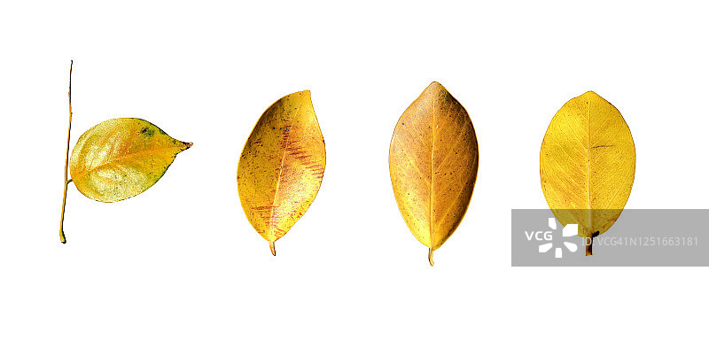 黄色叶子孤立设置在白色背景，剪切路径图片素材