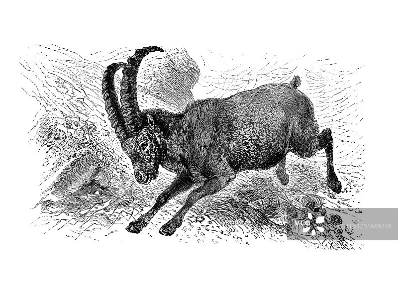 古老的阿尔卑斯野山羊(卡普拉野山羊)雕刻插图图片素材
