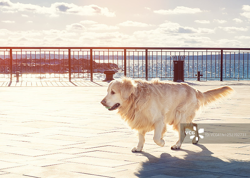 金毛寻回犬走在城市步行街上。图片素材