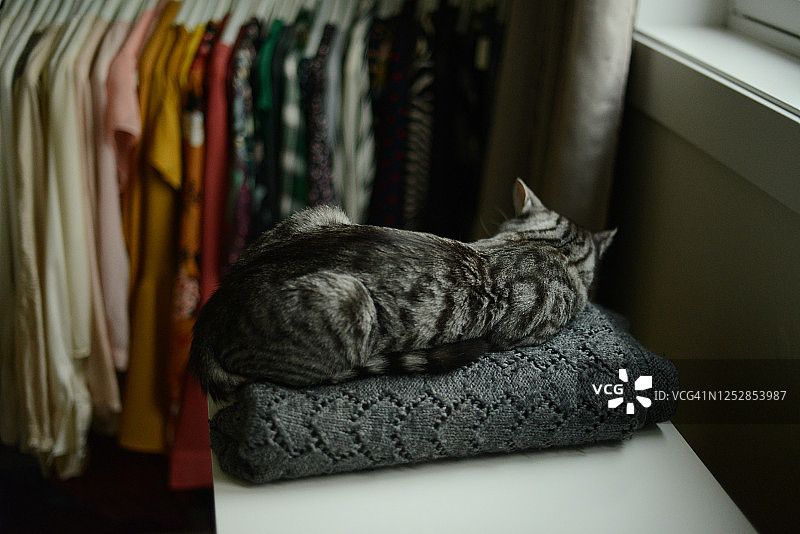一只猫睡在窗边白色架子上的灰色针织毯子上，架子上挂着彩色的女式衬衫图片素材