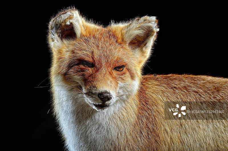 赤狐(Vulpes Vulpes)，动物制剂，德国图片素材
