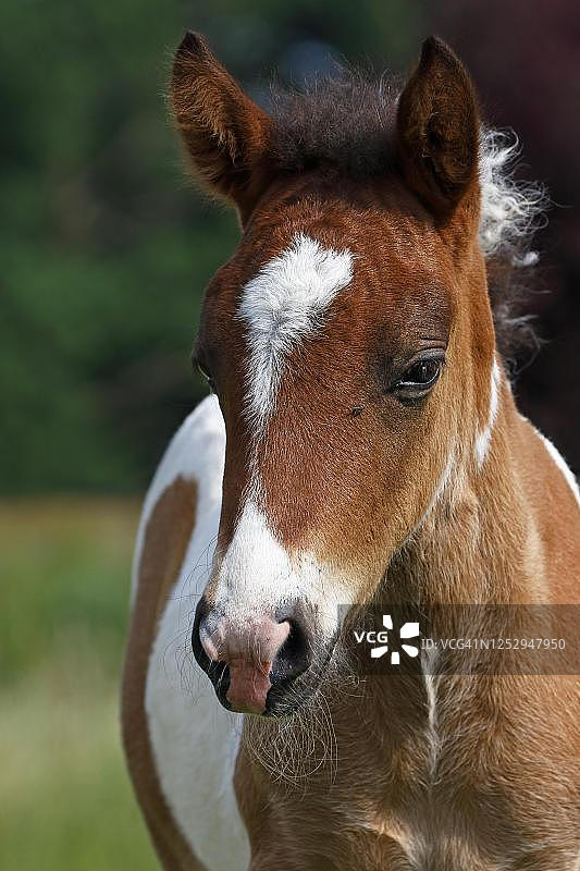 冰岛马，小马驹，平托，动物幼，下萨克森州，德国图片素材