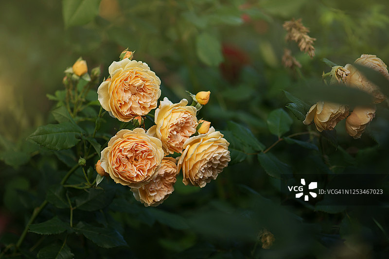橘色美丽盛开的英国玫瑰女郎夏洛特图片素材