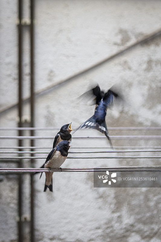 燕子栖息在城市建筑内院的绳索上图片素材