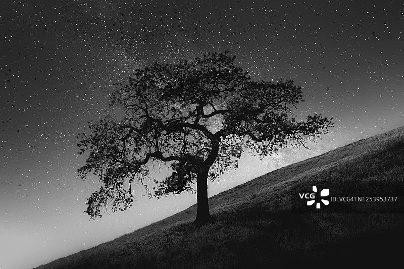 夜空和山上的一棵树图片素材