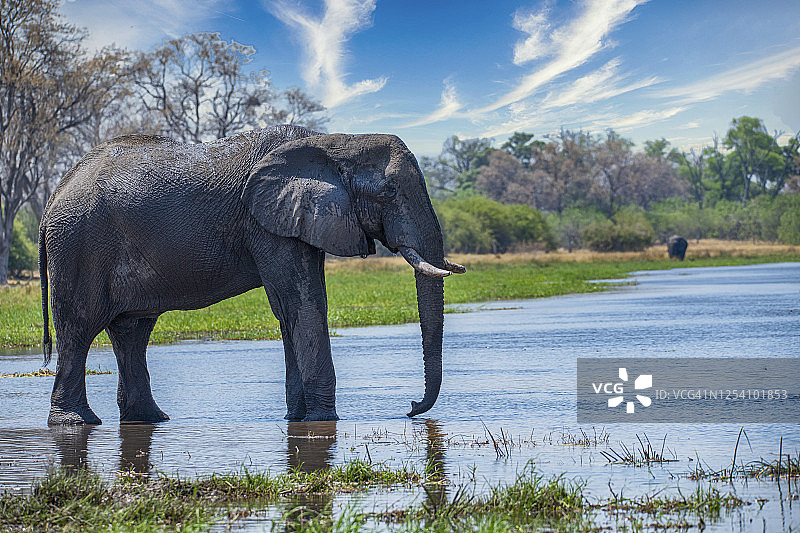 博茨瓦纳奥卡万戈三角洲赫瓦伊河中的非洲大象，图片素材