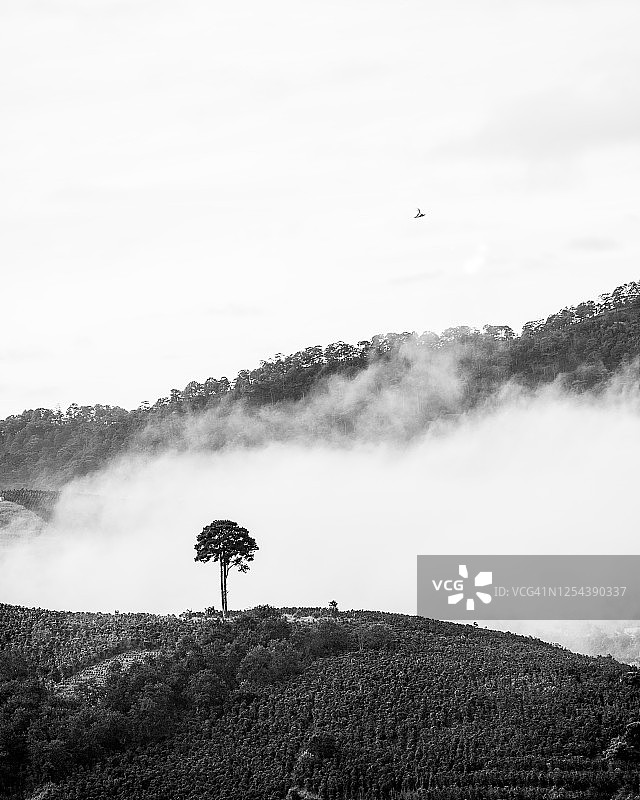 山上寂寞的树和天空寂寞的鸟用抽象的黑白版本图片素材