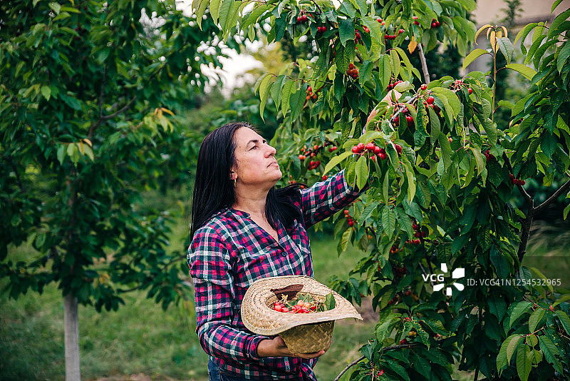 美丽成熟的女人采摘樱桃在她的果园图片素材