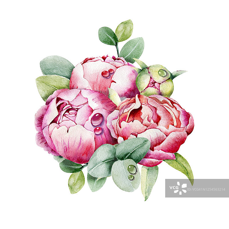 牡丹花，粉红花蕾。手水彩插图孤立的白色背景。设计婚礼印刷品，请柬，祝贺，剪纸，明信片，生日图片素材