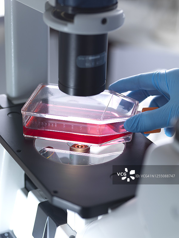 在实验室显微镜下放置装有干细胞的烧瓶的男性生物学家的手图片素材