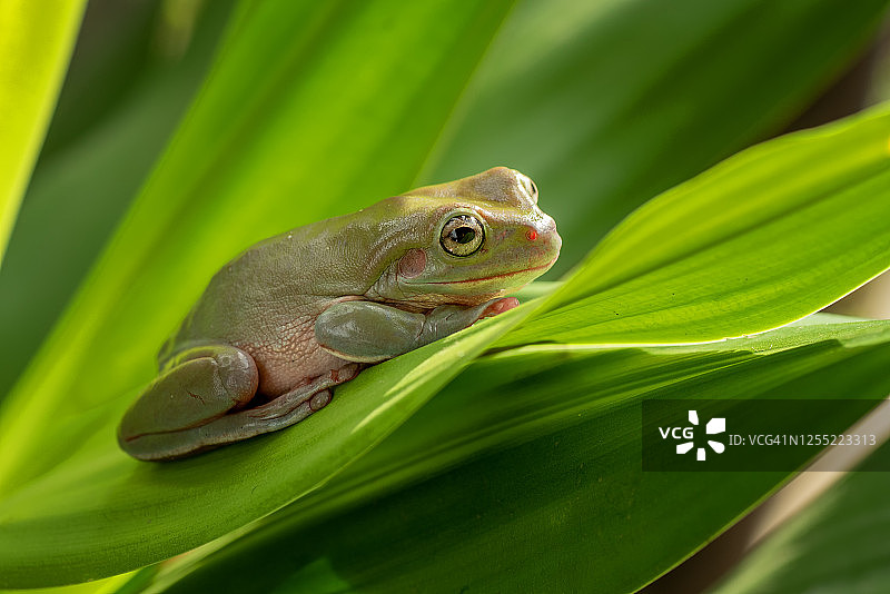 澳大利亚植物上的绿色树蛙，印度尼西亚图片素材