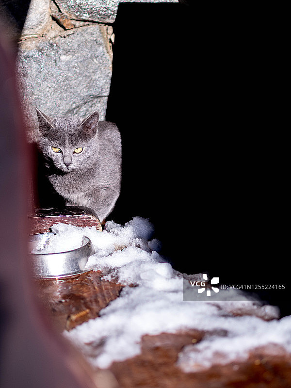 雪地里的一只猫的肖像，保加利亚图片素材