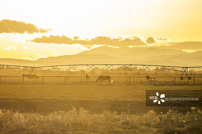 美国，爱达荷，皮卡波，日落时分，马在乡村牧场上吃草图片素材