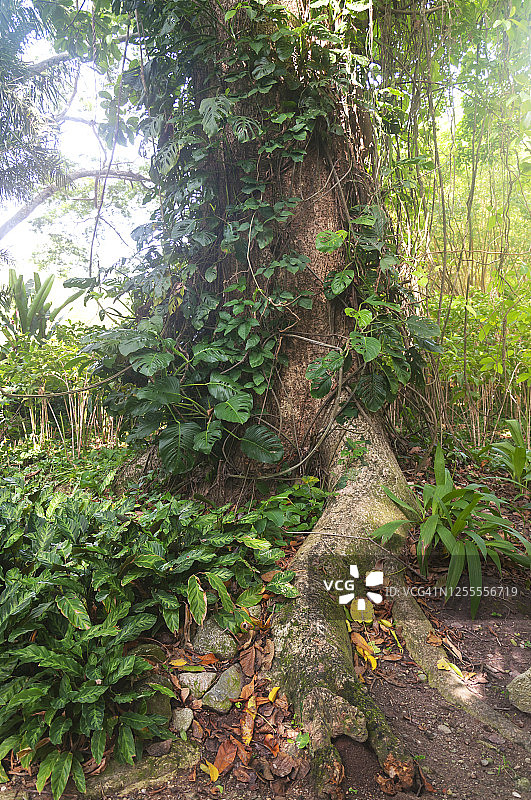 热带雨林中树木和植被的根部图片素材