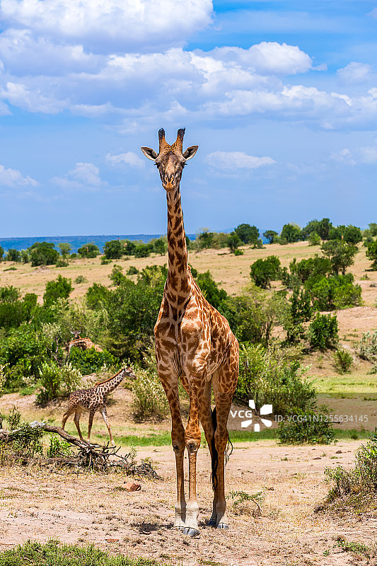 马赛长颈鹿在野外图片素材