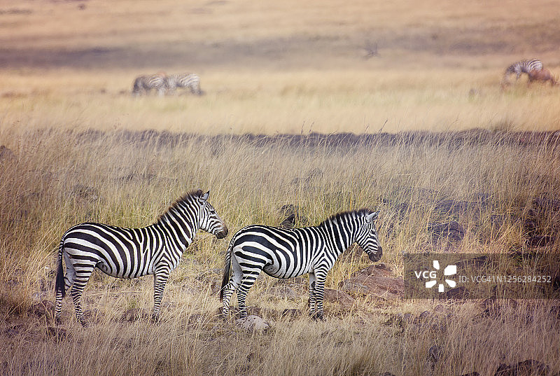 美丽的斑马宁静的马赛马拉平原，肯尼亚图片素材