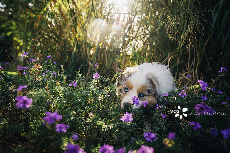 迷你澳大利亚牧羊犬在紫色的花朵中玩耍图片素材