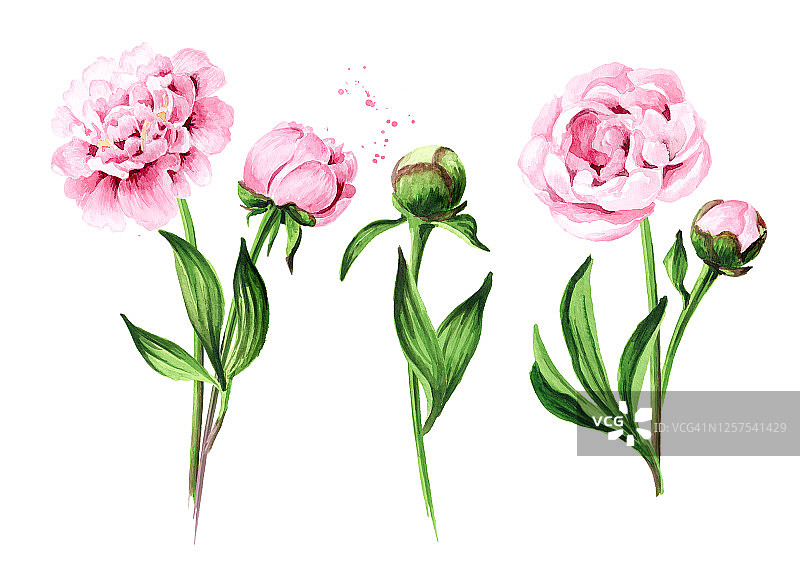 粉红色牡丹花束，手绘水彩插图孤立在白色背景图片素材