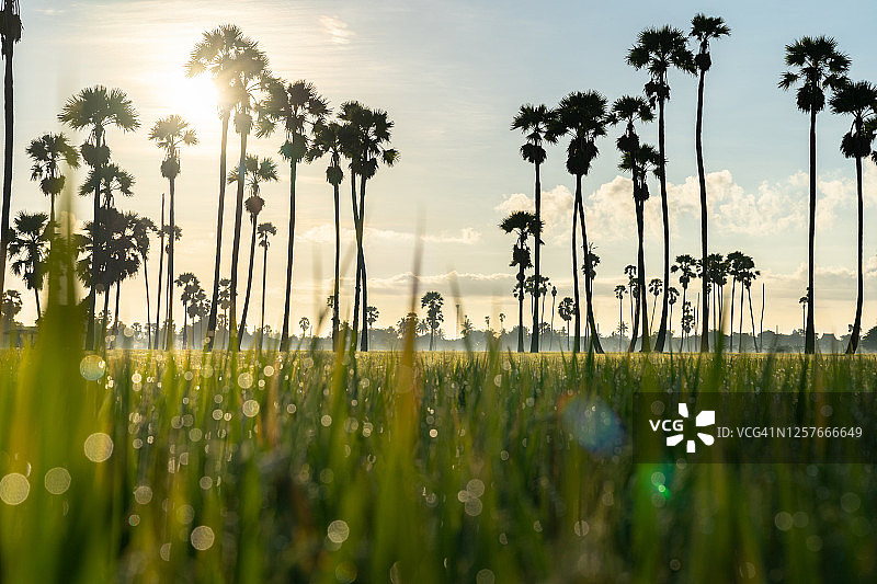 稻田和糖棕榈树拂晓，巴吞他尼省，泰国。图片素材