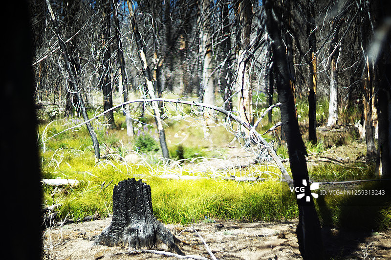 吉福德平肖国家公园的树木被烧毁-森林大火的结果图片素材