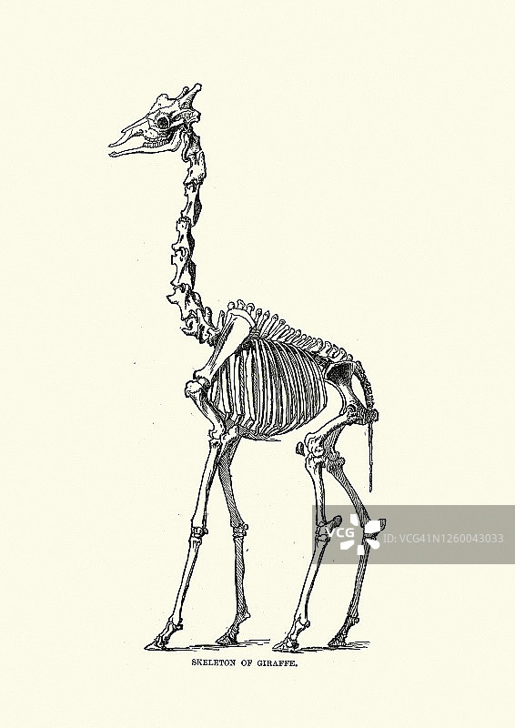 长颈鹿的骨架图片素材