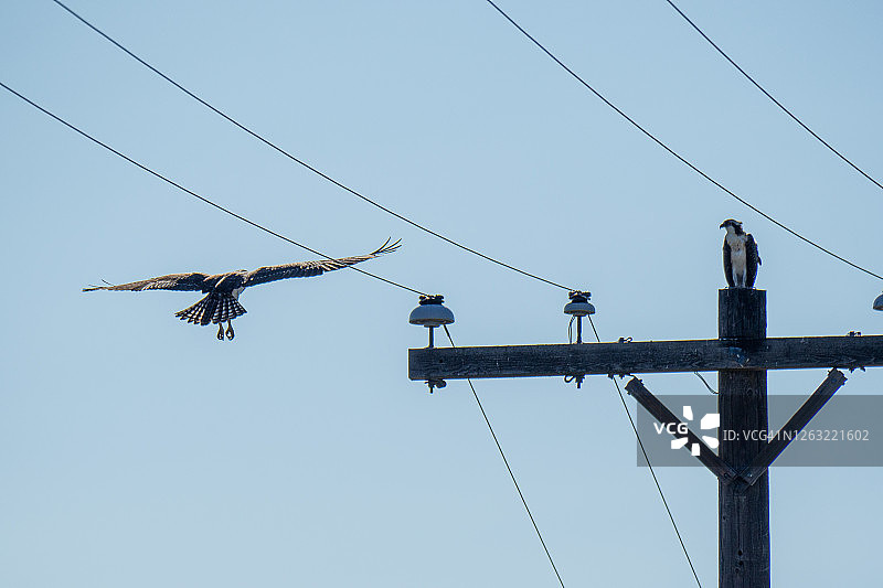 幼年鱼鹰飞向电线图片素材