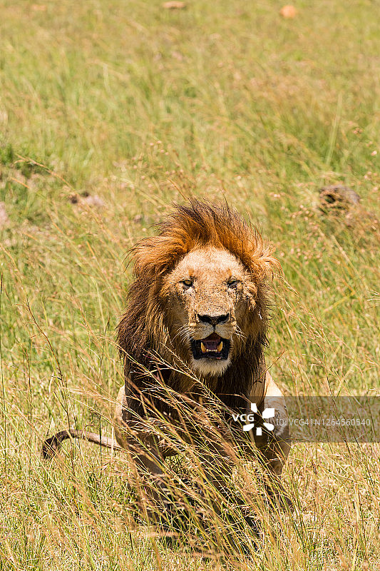 狮子在野外狩猎，摇动尾巴图片素材
