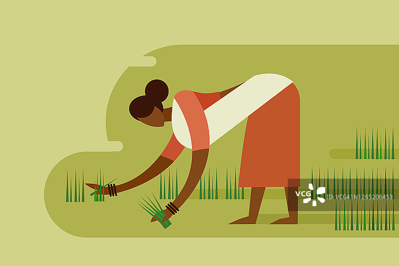 印度妇女在田间种植水稻幼苗的插图图片素材