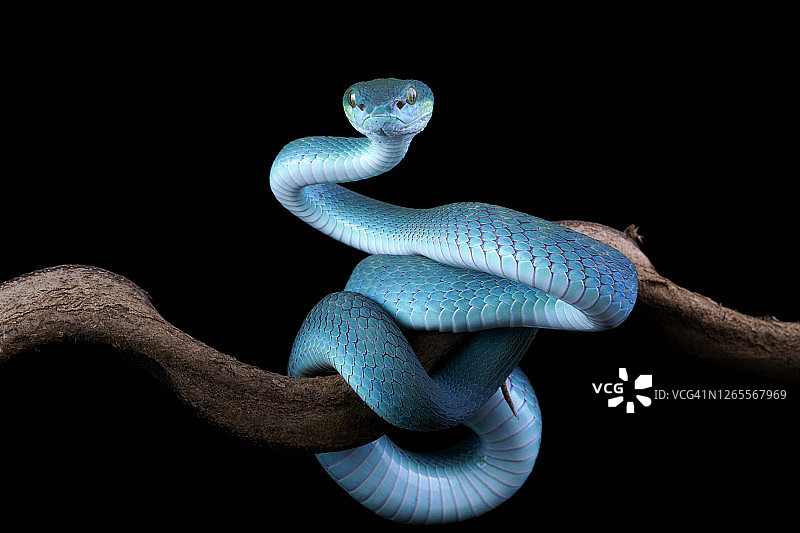 盘绕在树枝上的蓝色毒蛇，印度尼西亚图片素材