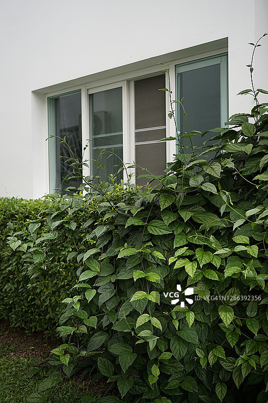 垂直角度的家窗与绿色的树叶图片素材