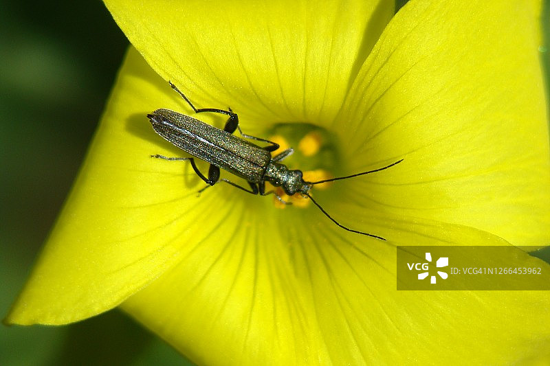 甲虫(Oedemera凤眼莲)图片素材