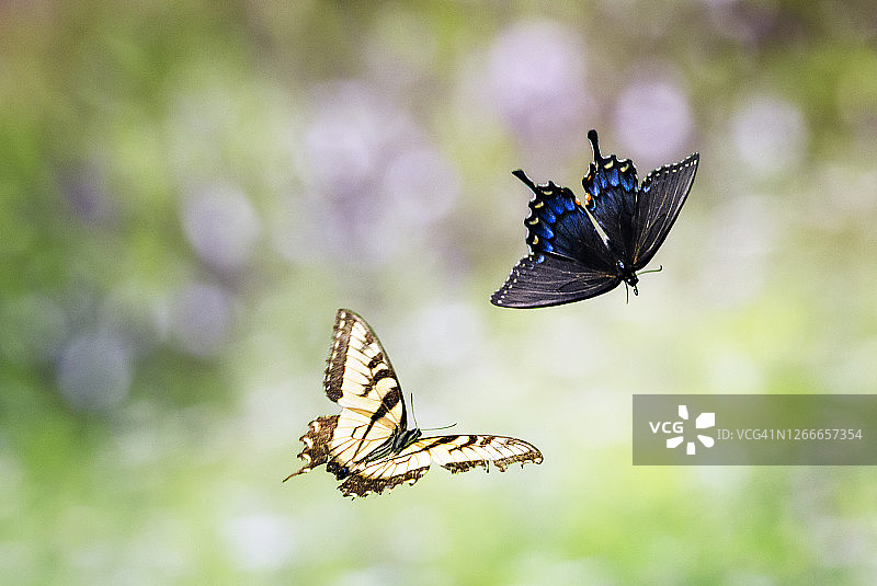 两只蝴蝶对散景和绿的神奇飞行图片素材