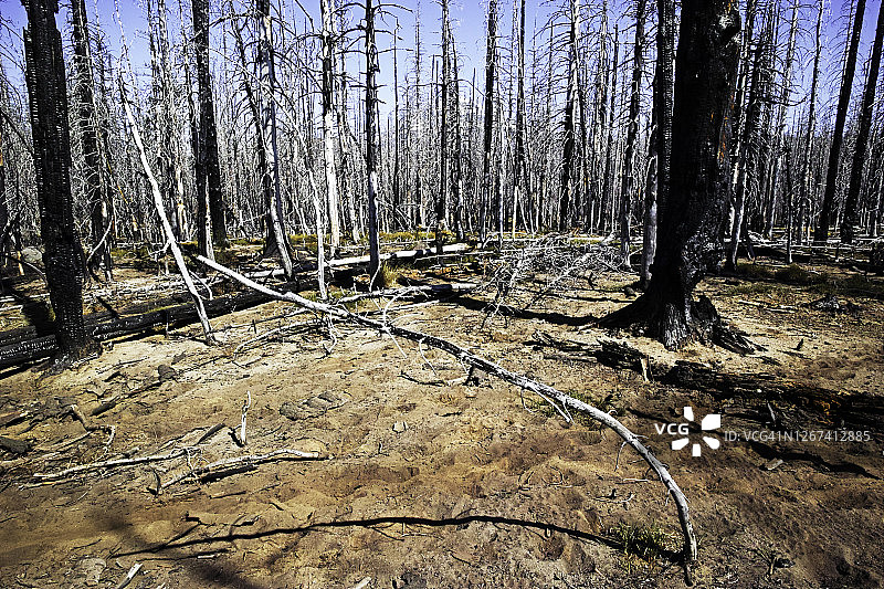 弯曲的树木在森林中，从森林火灾中恢复图片素材