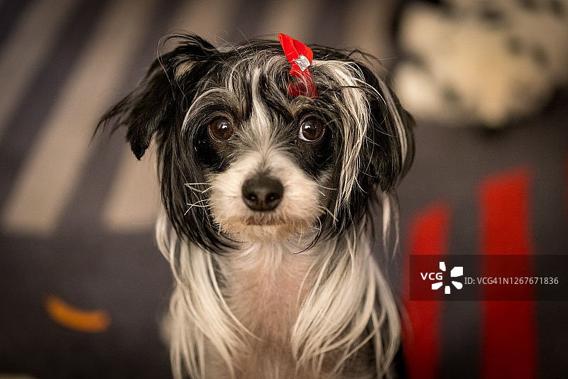 中国冠毛犬，头发上戴着一个红色的蝴蝶结，看着镜头图片素材