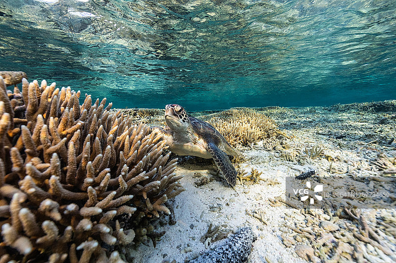 海龟休息的水下景观图片素材