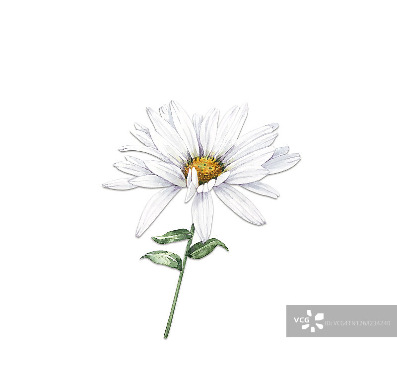 白色洋甘菊花插图水彩图片素材