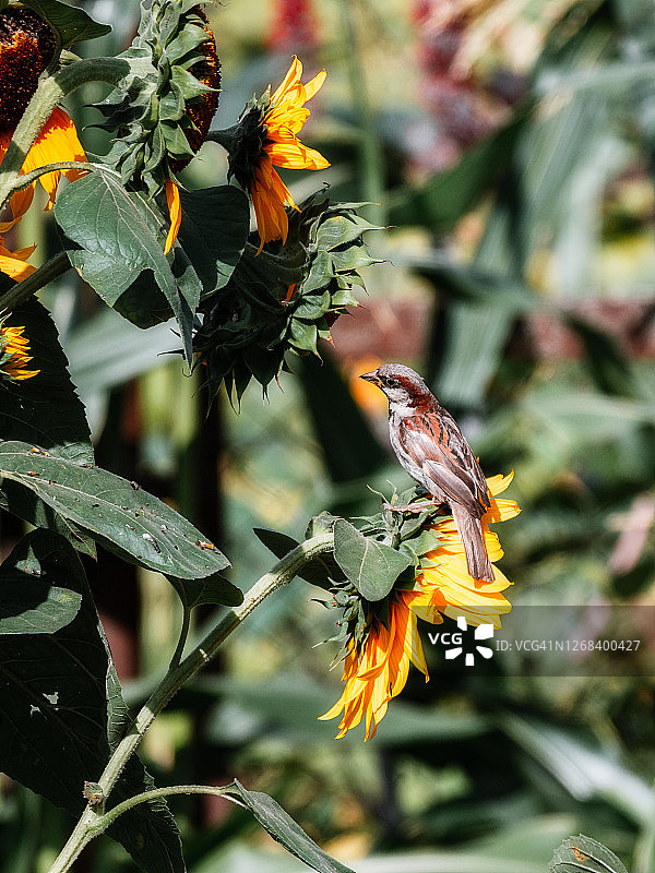 麻雀栖息在向日葵上图片素材